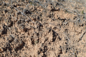 Cryptobiotic soil, the desert's secret treasure rove of life.