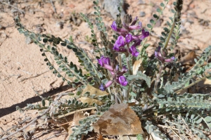 Milk vetch or loco weed, Astragalus flavus a beautiful yet dangerous member of the pea family that absorbs toxins from the soil for defense