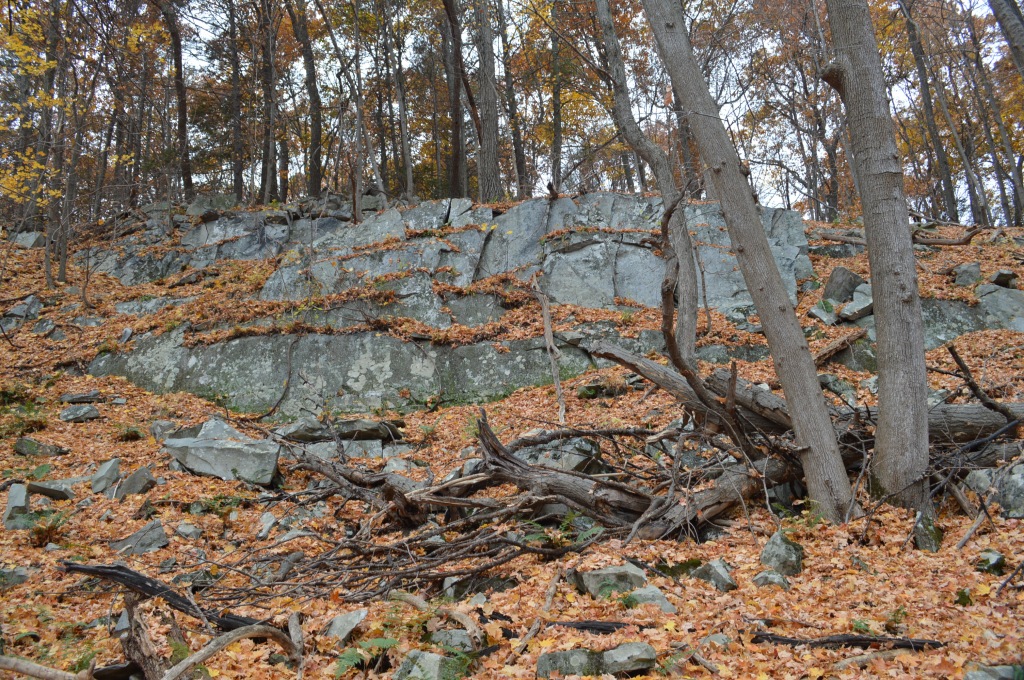 A rock outcrop in the forest