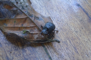 A scarab at the lodge, Reserva Las Tangaras, near Mindo, Ecuador